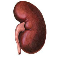 Insuficiencia renal crónica